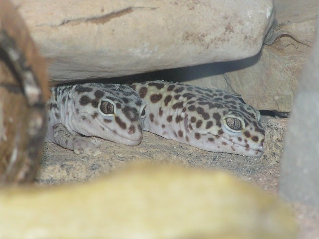 Leopard Gekon - foto povečava