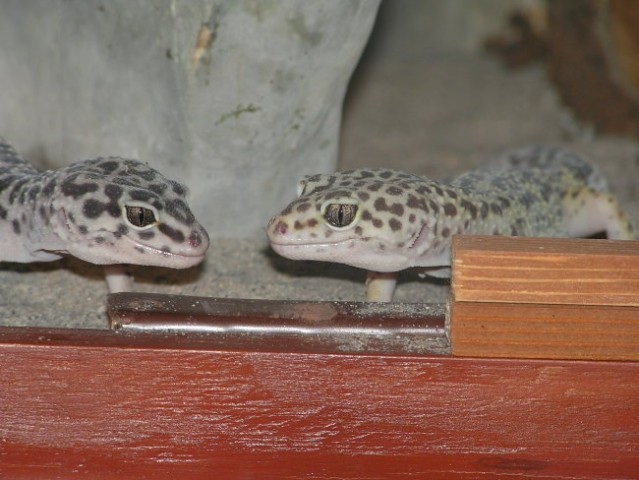 Leopard Gekon - foto