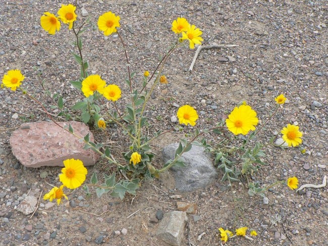 Dolina smrti, puščavsko zlato (Desert Gold - Geraea canescens)