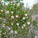 Kreozotsko drevo (Creosote Bush - Larrea tridentata)