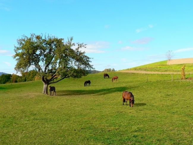 Podeželje - foto povečava