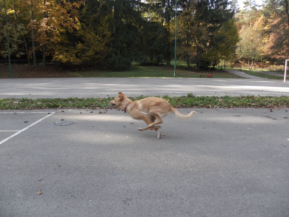 Bloomy in Bron 28.10.2009 - foto povečava