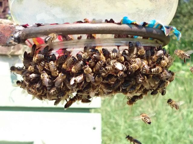 Pčelarenje - foto