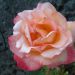 Lepote narave