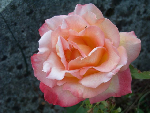 Lepa vrtnica