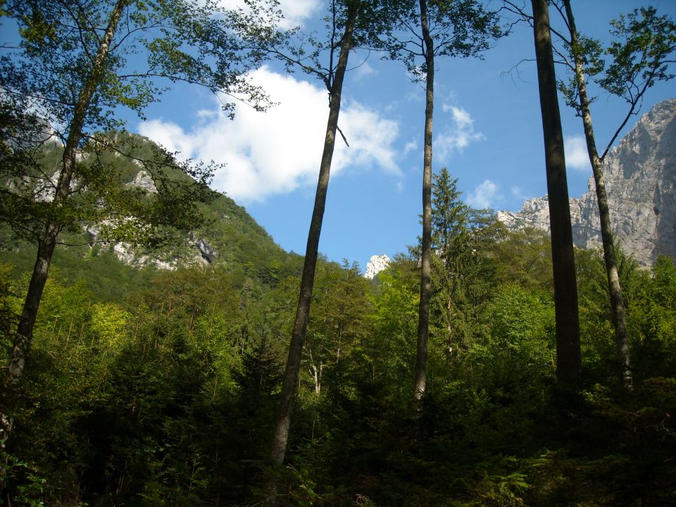 Orglice - foto povečava