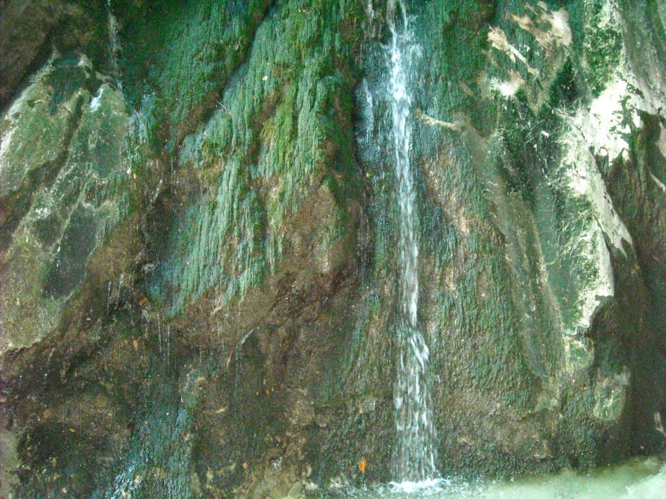 Orglice - foto povečava