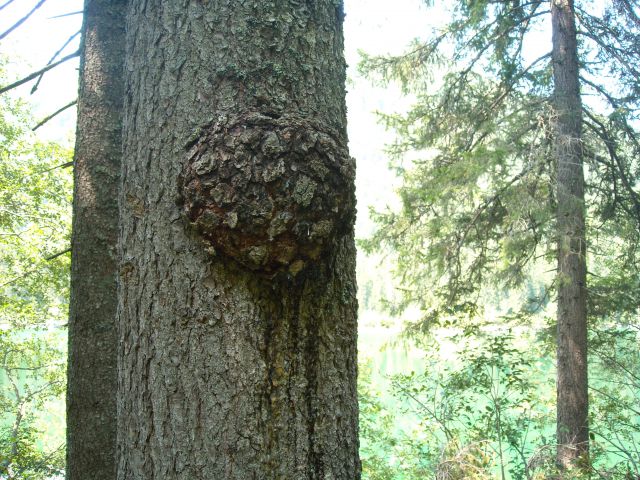 Belopeška jezera ali jezera pod Mangrtom - foto