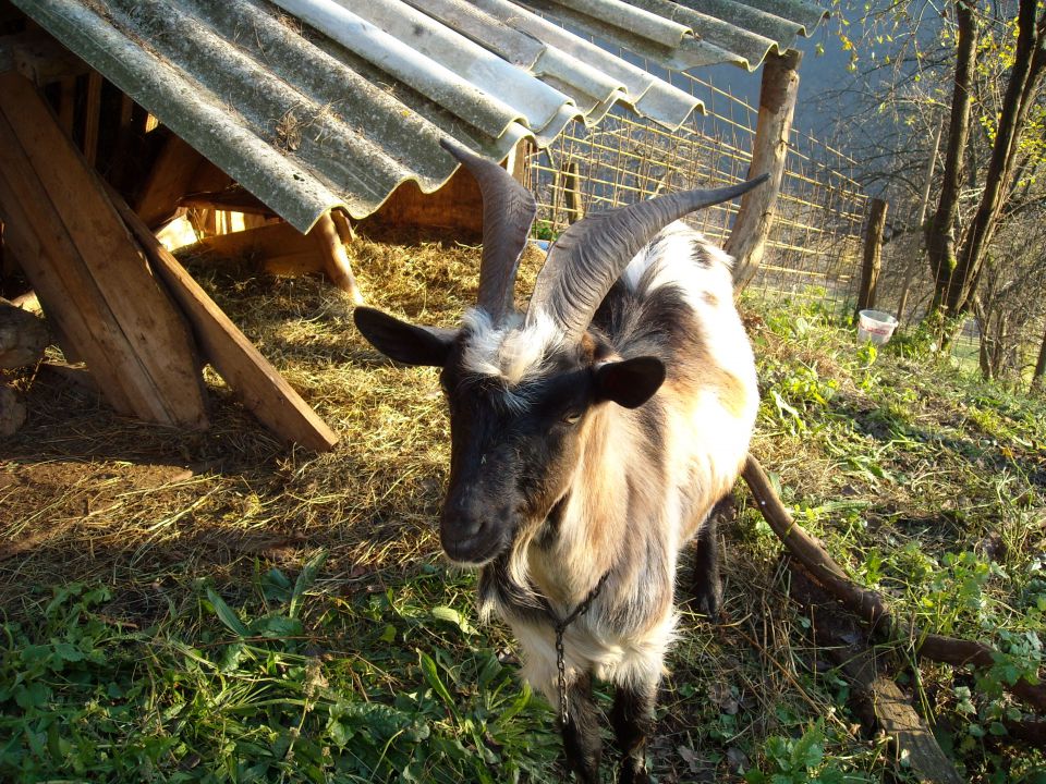 Sv. Primož nad Kamnikom - foto povečava