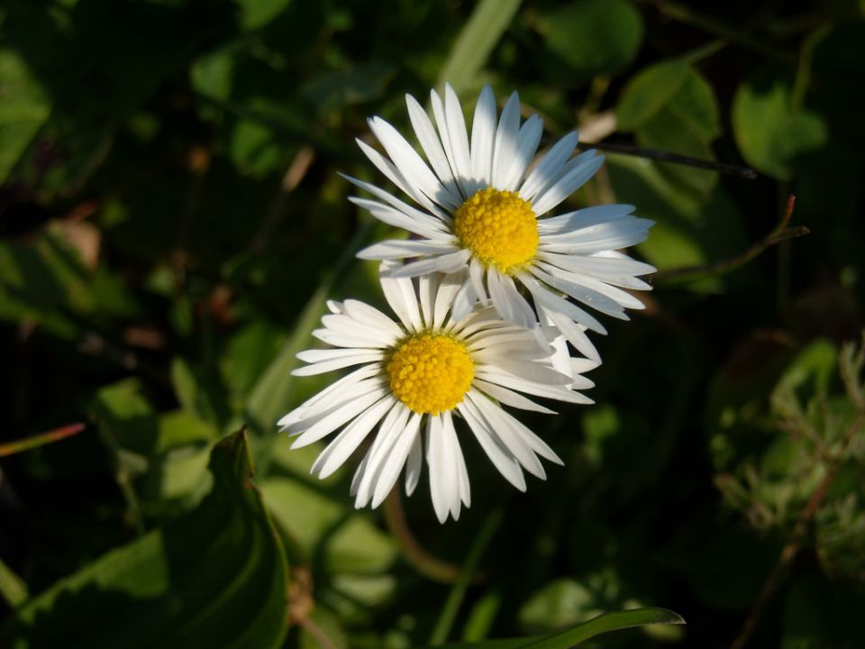 Jesen je lepa - foto povečava