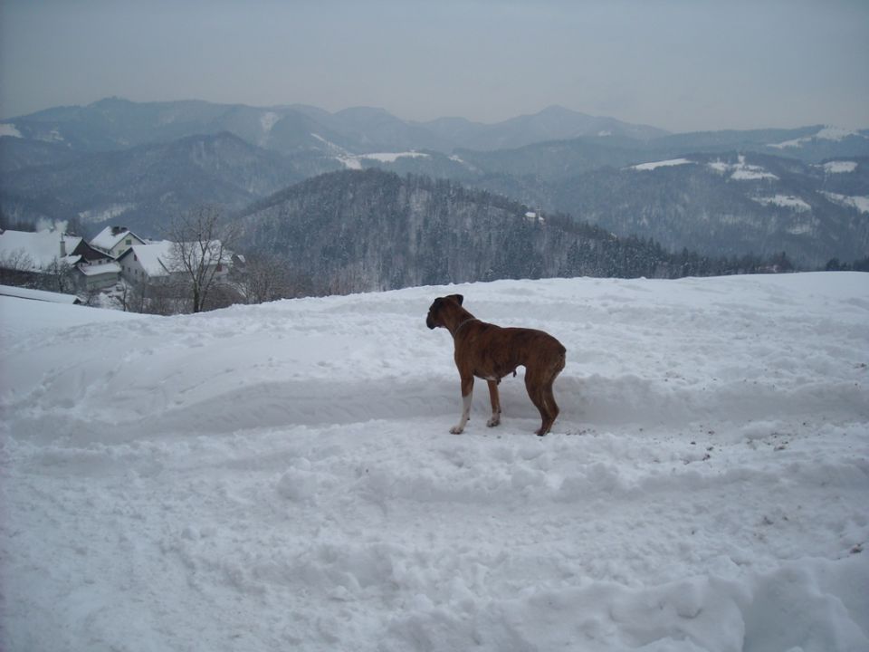 Lubnik - foto povečava