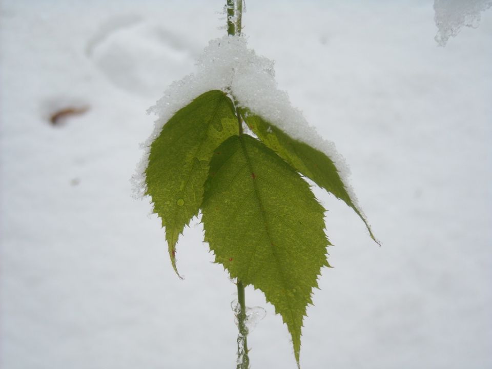 Lubnik - foto povečava