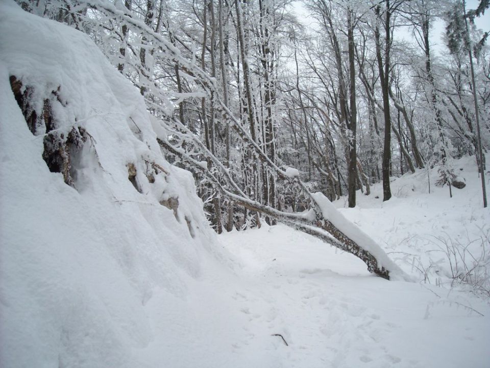 Lubnik - foto povečava