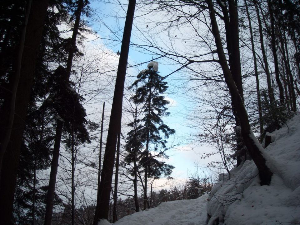 Lubnik - foto povečava