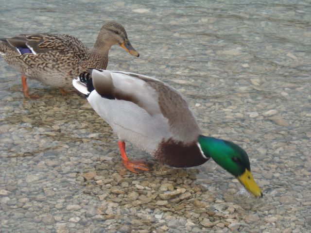 Bohinj - foto