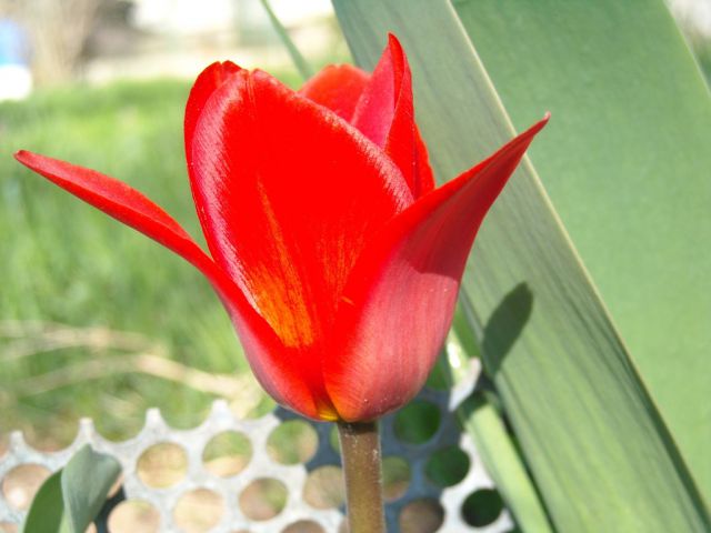 Pomladne rožice - foto