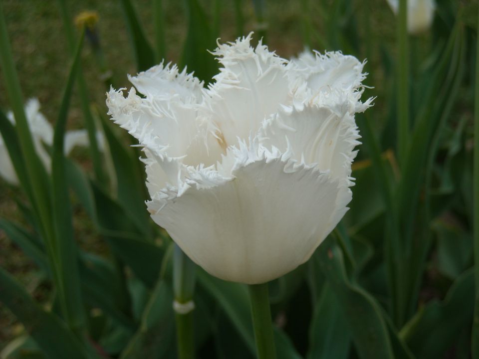 Tulipani iz Volčjega Potoka - foto povečava