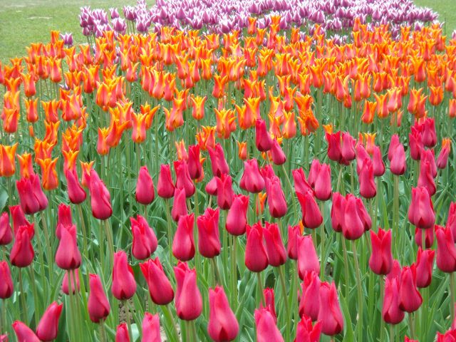 Tulipani iz Volčjega Potoka - foto