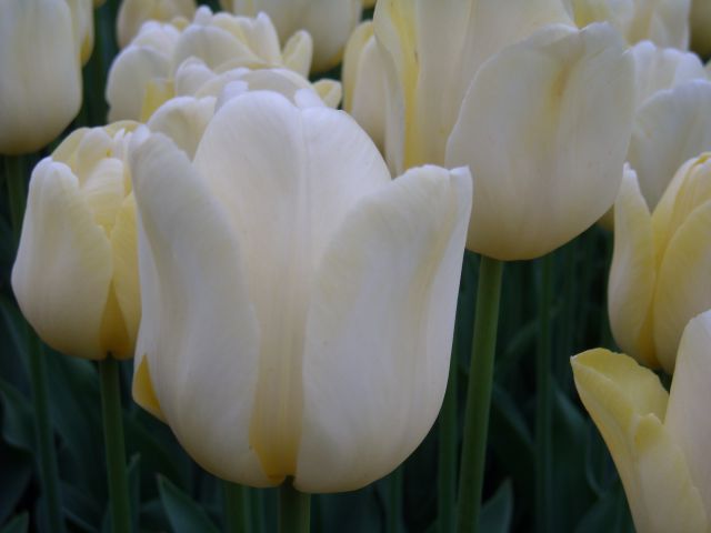 Tulipani iz Volčjega Potoka - foto