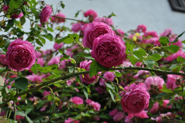 Vrtnice iz nove gorice - foto
