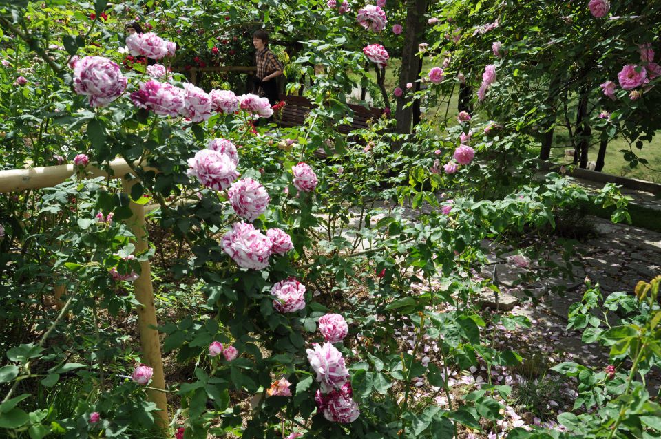Vrtnice iz nove gorice - foto povečava