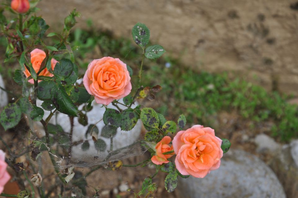 Vrtnice iz nove gorice - foto povečava