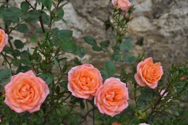 Vrtnice iz nove gorice - foto
