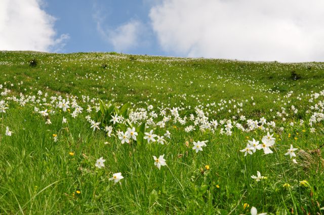 Golica - foto