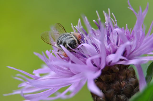 Velike drobnarije - foto