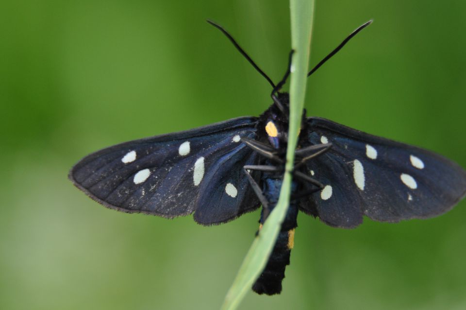 Velike drobnarije - foto povečava