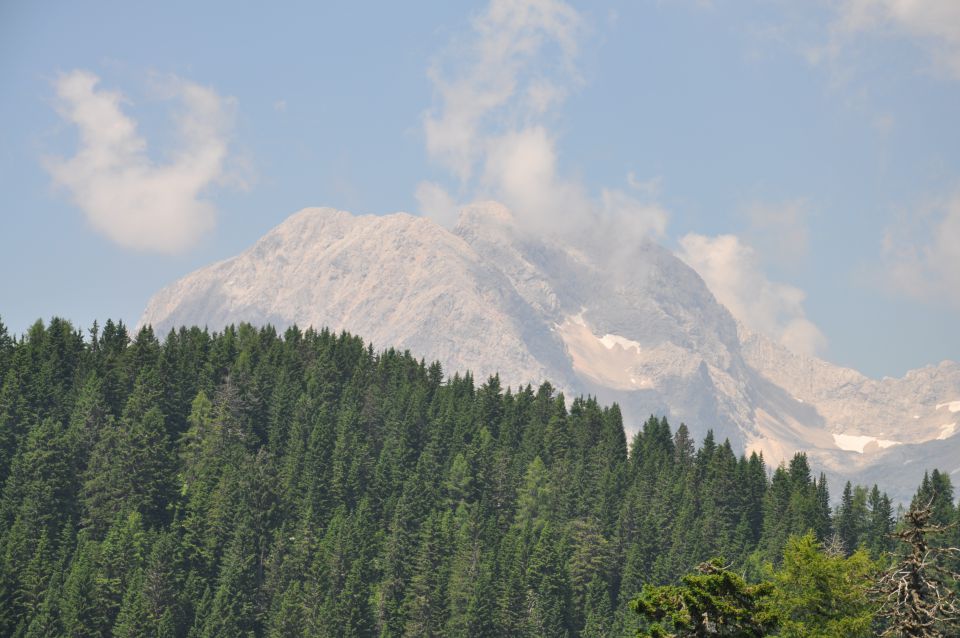 Rožice na Krvavcu - foto povečava