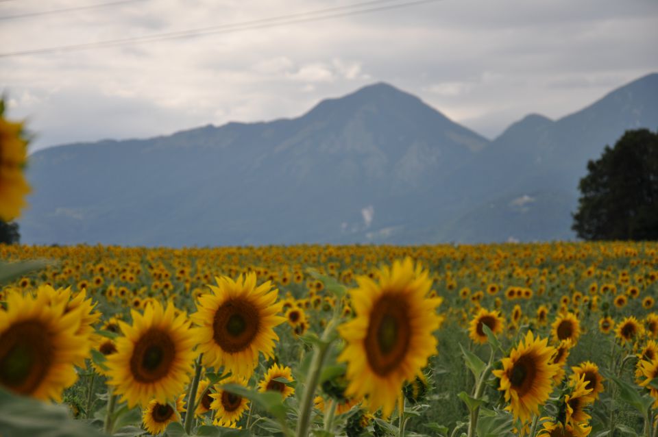 Sončnice - foto povečava