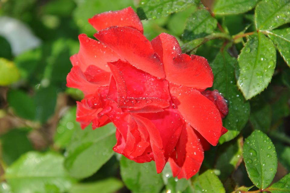 Dežne kaplje na vrtnicah - foto povečava