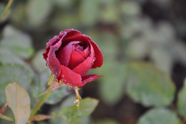 Dežne kaplje na vrtnicah - foto