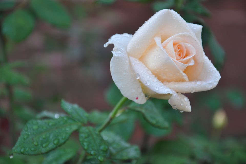 Dežne kaplje na vrtnicah - foto povečava