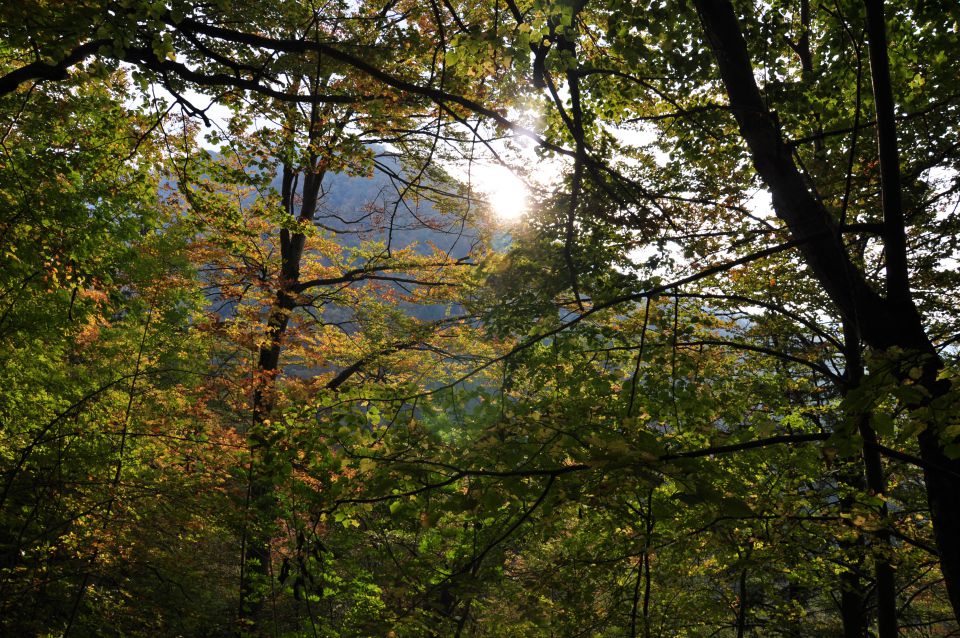 Kališče in gobe - foto povečava