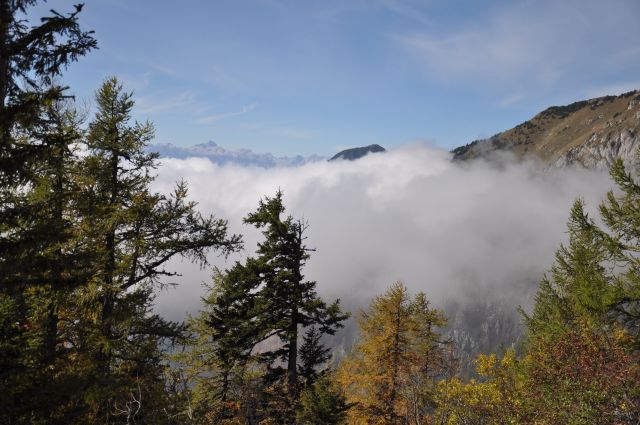 Kališče in gobe - foto