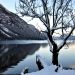 Sneg v Bohinju