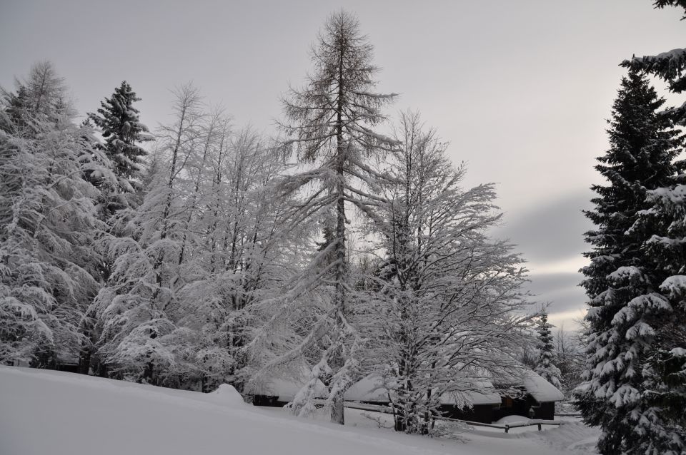 Velika planina - foto povečava