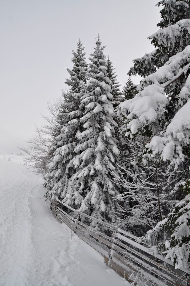 Velika planina - foto povečava