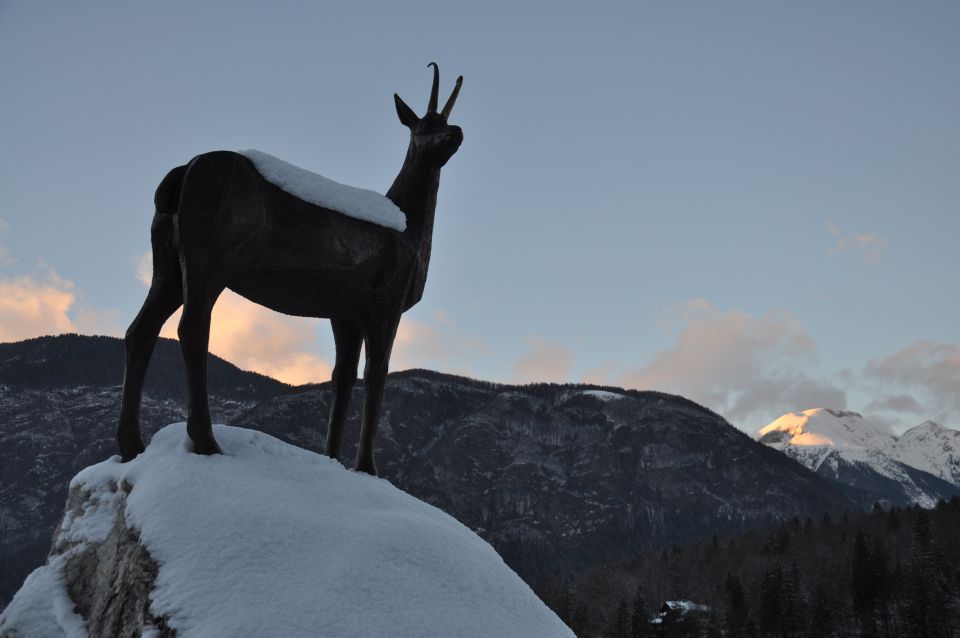 Vogel in Bohinj - foto povečava