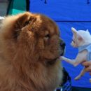 CAC Barje 17.4.2011