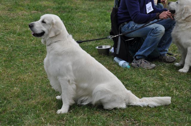 CAC Barje 17.4.2011 - foto