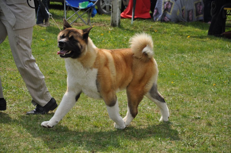 CAC Barje 17.4.2011 - foto povečava