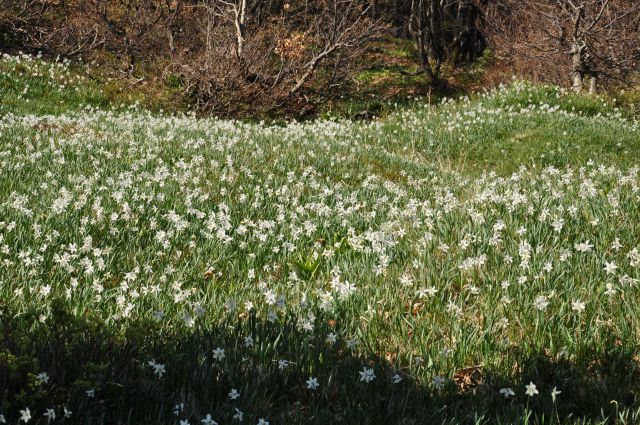 Na Golici - foto