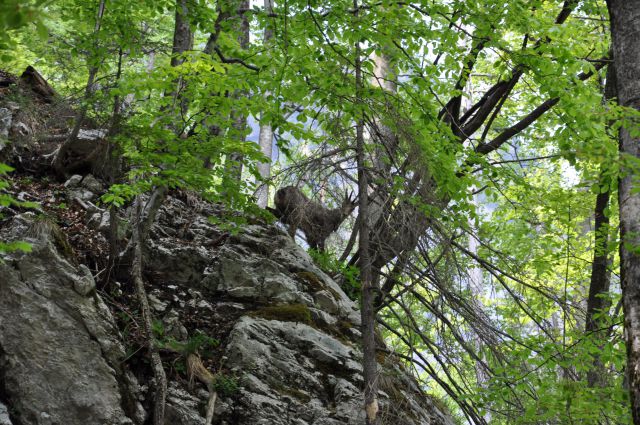 Komna in Bohinj - foto