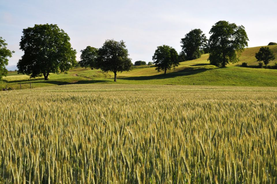 Pšenično polje  - foto povečava