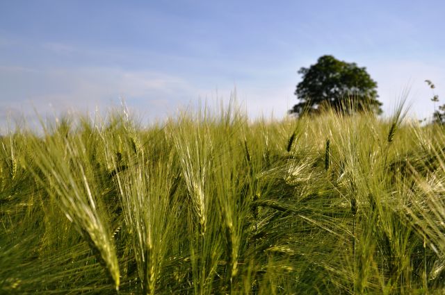 Pšenično polje  - foto