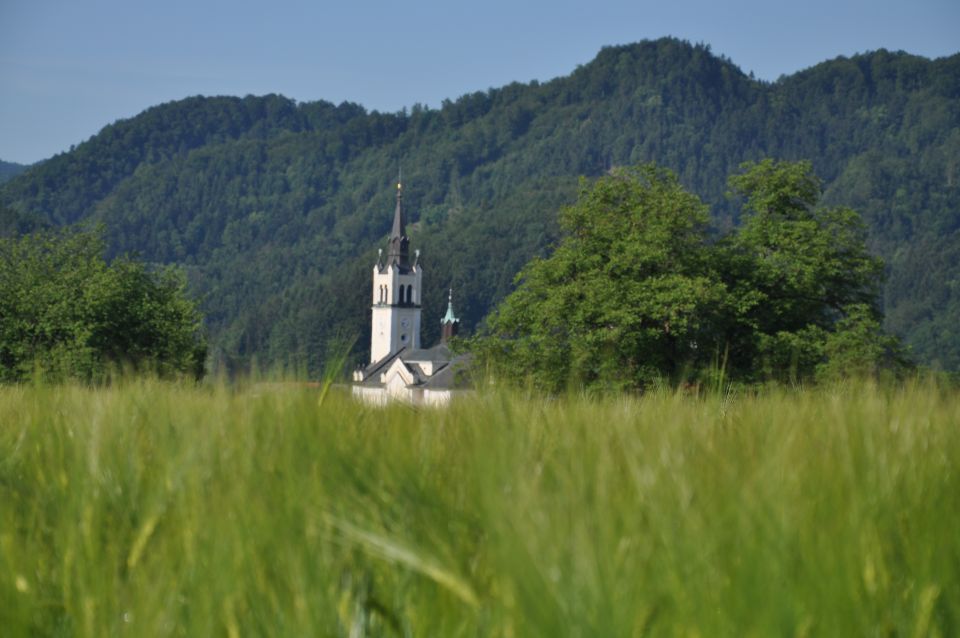 Pšenično polje  - foto povečava