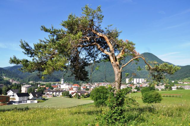 Pšenično polje  - foto